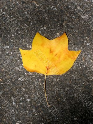 Leaf in fall