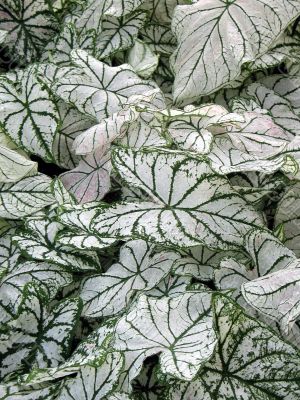 Caladium