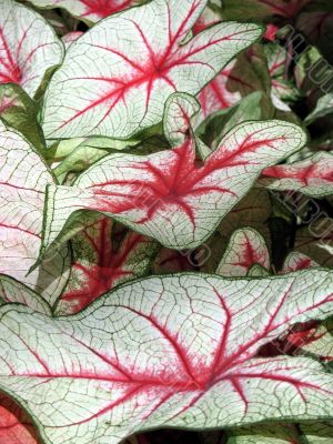 Caladium
