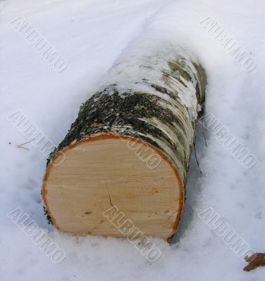 tree bark and wood in the form of a breakdown at snow
