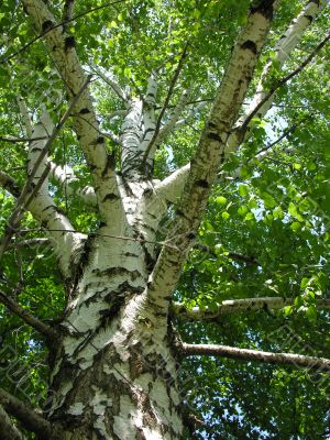 stem of the birch with young sheet