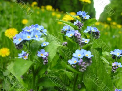 forget-me-nots and dandelions on glade in park