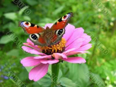 butterfly on flower in my garden