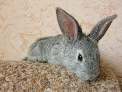 gray rabbit