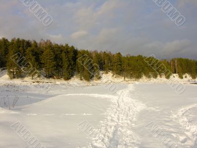 Pines road snow sky