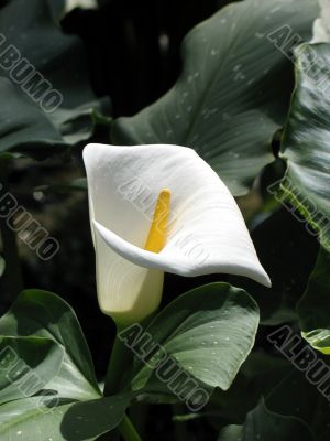 Calla-lily