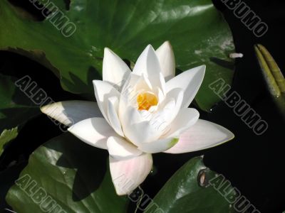 Water lily