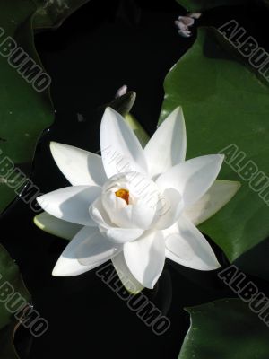 Water lily
