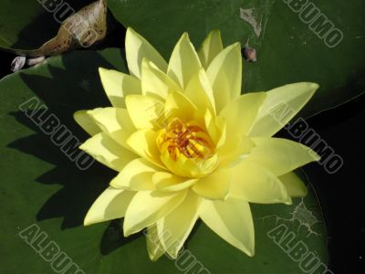 Water lily