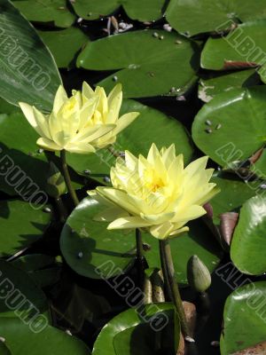 Water lilies