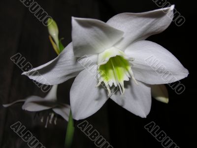 white flower on black background