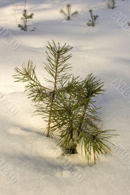 small pine tree in the snow