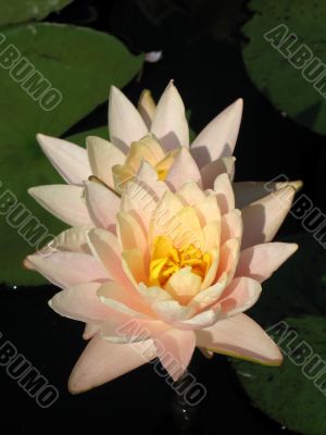 Water lilies