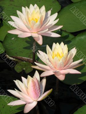 Water lilies