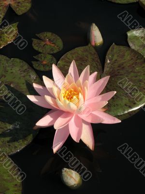 Water lily