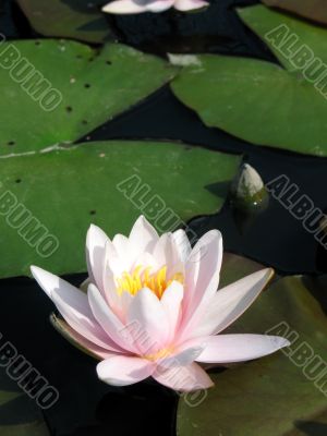 Water lily