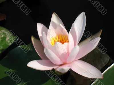 Water lily