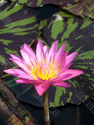 Water lily