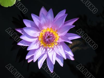 Water lily