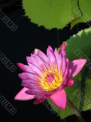 Water lily