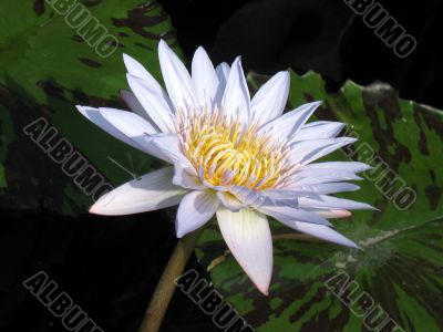 Water lily