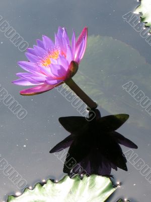 Water lily