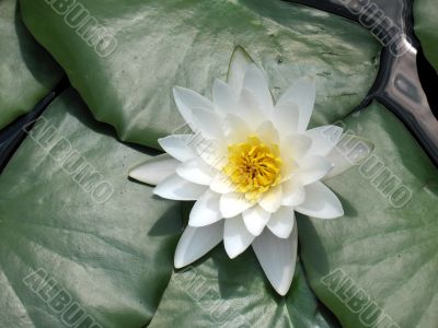 Water lily