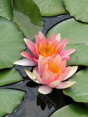 Water lilies