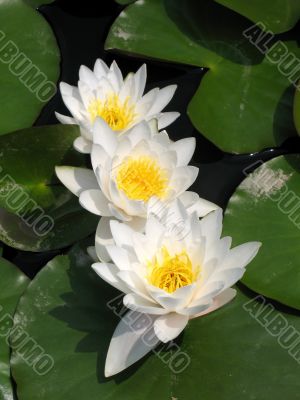Water lilies