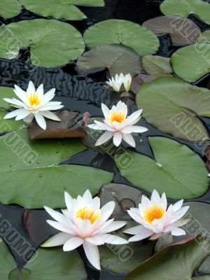 Water lilies