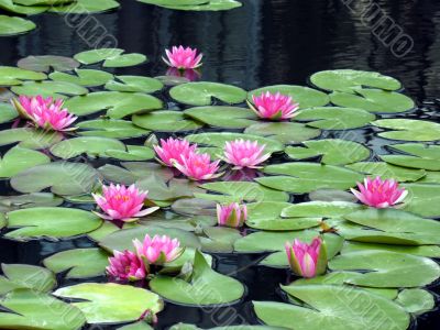 Water lilies