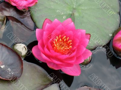 Water lily