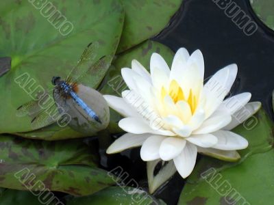 Water lily