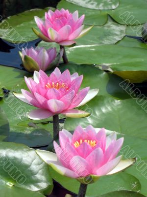 Water lilies