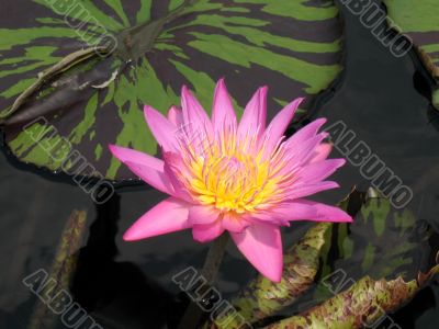 Water lily