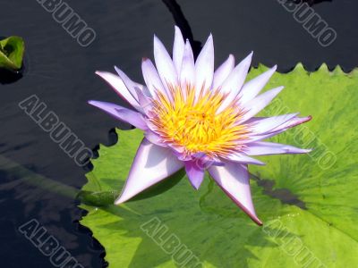Water lily
