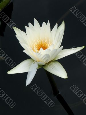 Water lily