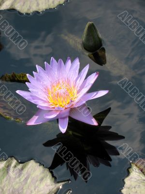 Water lily
