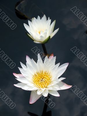 Water lilies