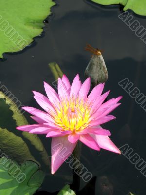 Water lily