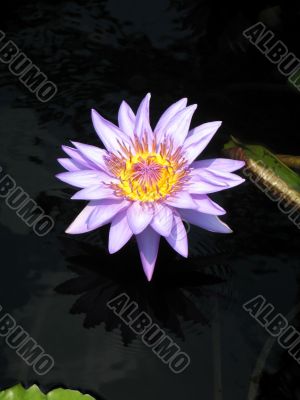 Water lily