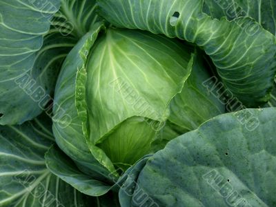 Cabbage head