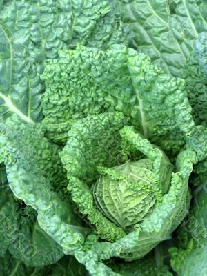 Savoy cabbage head