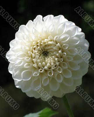 Dahlia