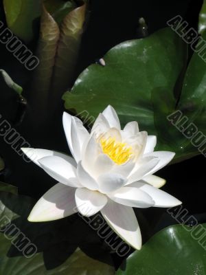 Water lily