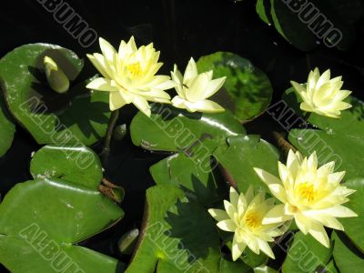 Water lilies