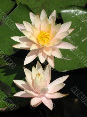 Water lilies