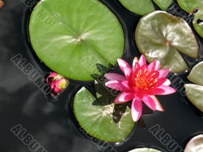 Water lilies