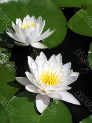 Water lilies