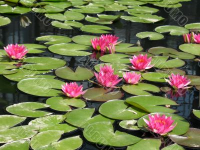 Water lilies